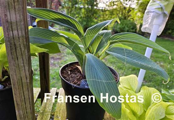 Hosta Scheherazade